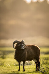 soay sheep full body portrait