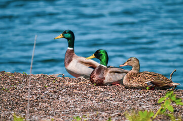ducks in the water