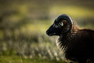 soay sheep portrait © Amelandfoto