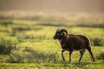 Fototapete Rund soay sheep full body portrait © Amelandfoto