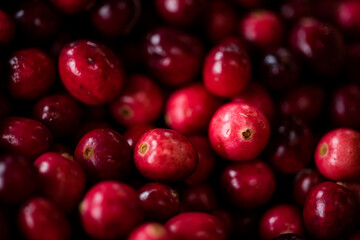 handpicking cranberries in field dunes
