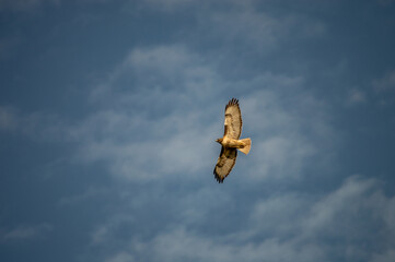 red tailed hawk