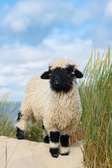 Soay sheep on the beach in the Netherlands 