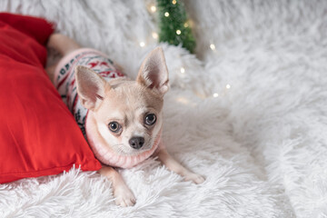 Adorable little Christmas dog chihuahua dog in sweater lies on a blanket.