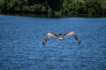 pelican in flight