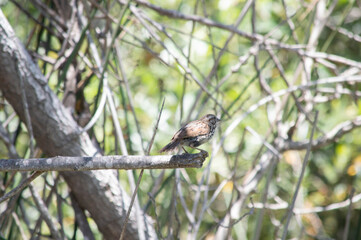 a bird