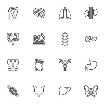 Internal organs line icons set, outline vector symbol collection, linear style pictogram pack. Signs, logo illustration. Set includes icons as human heart organ, kidney, brain, liver, spine backbone