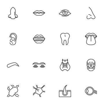Human face parts line icons set, outline vector symbol collection, linear style pictogram pack. Signs, logo illustration. Set includes icons as body parts, nose, lips, eye, ear, tooth, eyebrow