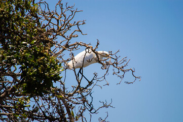 bird in tree