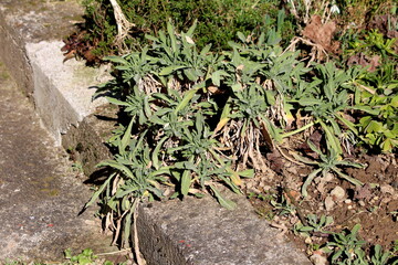 Basket of gold or Aurinia saxatilis or Goldentuft alyssum or Golden alyssum or Golden alison or Gold-dust or Golden-tuft alyssum or Golden-tuft madwort or Rock madwort little rounded evergreen