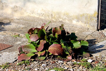 Bergenia or Elephant eared saxifrage or Elephants ears clump-forming rhizomatous evergreen...