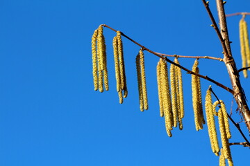 Naklejka premium Close up of Common hazel or Corylus avellana large shrub plant single branch full of densely growing yellow catkins blossom on clear blue sky background of cold sunny winter day