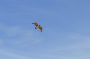 bird in flight