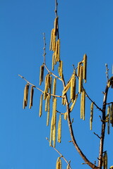 Common hazel or Corylus avellana large shrub plant with branches full of densely growing yellow catkins blossom on clear blue sky background of cold sunny winter day