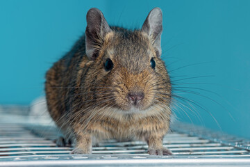 Little cute gray mouse Degu close-up. Exotic animal for domestic life. The common degu is a small hystricomorpha rodent endemic from Chile. 