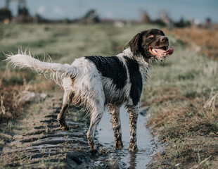 Hund