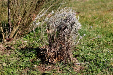 Old Rosemary or Salvia rosmarinus or Rosmarinus officinalis woody perennial aromatic evergreen shrub herb with fragrant evergreen needle like leaves growing in shape of small bush in local home garden
