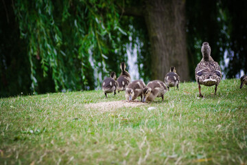 Duck family on the grass
