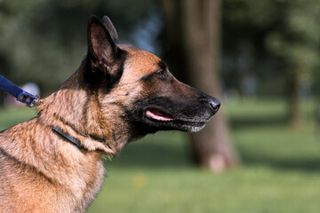 Working Belgian shepherd malinois dog portrait on hot summer day.  Full attention red, sable with black mask on face malinois lies outside with background a green grass