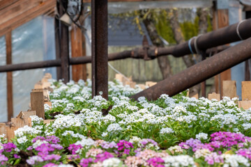 Fototapeta na wymiar white flowers in the greenhouse