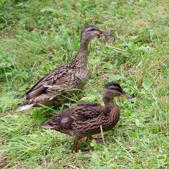 Ducks walking on the grass