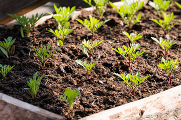 Transplanted small tegete seedling  in a nursery in a greenhouse in the spring in sunlight