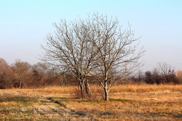 Fototapeta na wymiar Two large walnut trees with barren treetops without leaves surrounded with uncut partially dry grass and small trees and other winter vegetation in background on cold sunny winter day