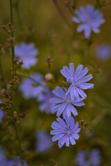 medicinal plant Cichorium intybus. chicory flower in blooming period