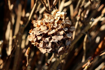 Withered Hydrangea or Hortensia garden shrub with bunch of completely dry flowers with pointy petals surrounded with densely growing thick brown leaves mixed with branches growing in local home garden