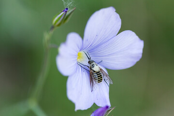 Mosca abejorro. Parageron incisus.