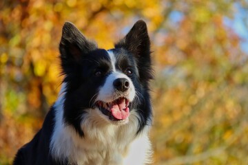 Closeup of Happy Border Collie with Smile on its Face in Sunny Autumn Forest. Portrait of Adorable Black and White Dog in Nature during Fall Season. Portrait of Dog Head with Colorful Background.