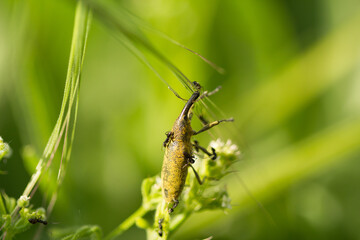 Gorgojo de las malvas. Lixus angustatus