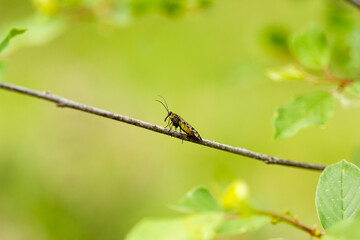 Mosca escorpión. Panorpa meridionalis
