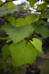 grape leaf