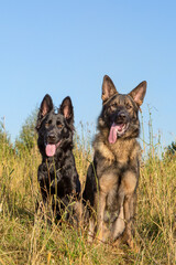 Two german shepherds posing for the photo