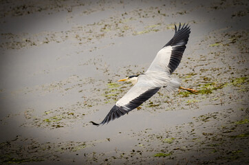 bird in flight