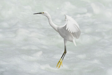 All the elegance of Little Egret in flight (Egretta garzetta)