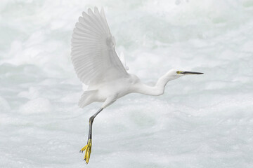 Little Egret in flight over the rushing river (Egretta garzetta)