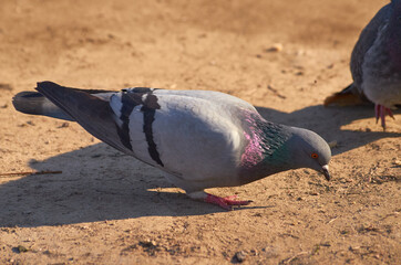 pigeon on the sand