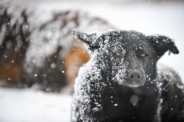 Stray dogs out in the snow during a cold and snowy winter day.
