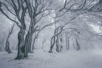 snow covered trees