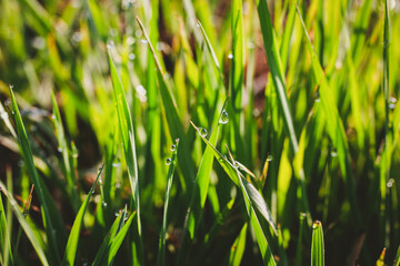 Obraz premium morning dew drops on young grass