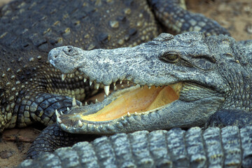 Obraz premium CAMBODIA SIEM REAP CROCODILE FARM