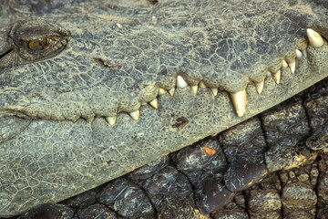 CAMBODIA SIEM REAP CROCODILE FARM
