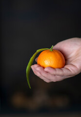 tangerines in female hands on a dark background