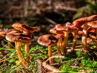 Family of Marsh Webcap (Cortinarius uliginosus) in the forest.