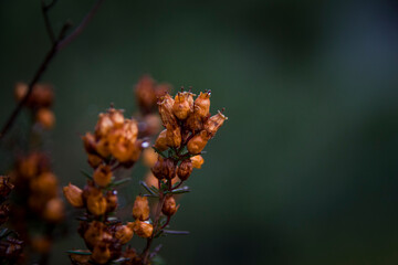 Close up on endemic vegetation