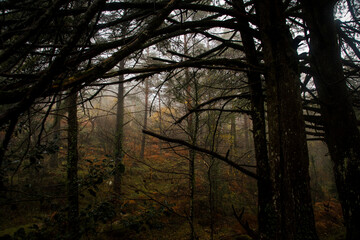 Trees and dense vegetation on autumn mood