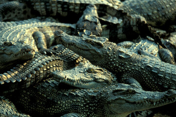 CAMBODIA SIEM REAP CROCODILE FARM