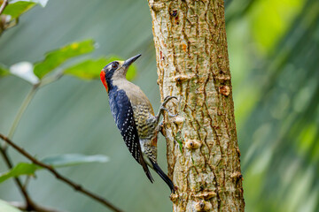 Black-cheeked Woodpecker (Melanerpes pucherani) sitting in a tree in Boca Tapada in Costa Rica